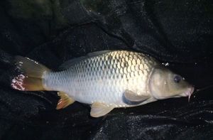 Common Carp