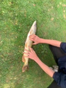 Northern Pike