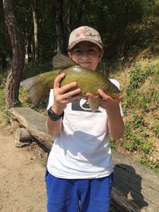 Tench