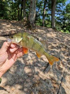 European Perch