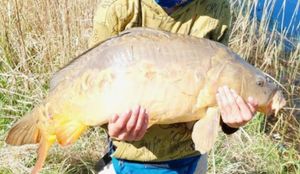 Mirror Carp