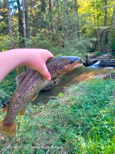 Brown Trout