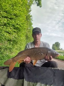 Common Carp