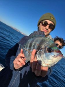 Black Seabream