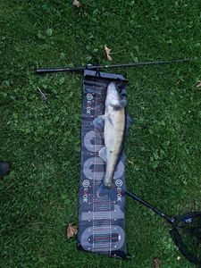Zander