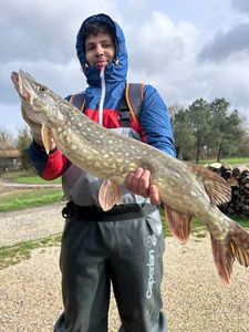 Northern Pike