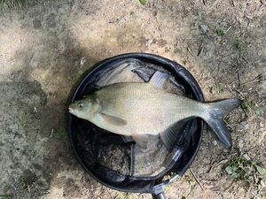 Common Bream