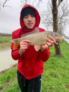 Common Carp