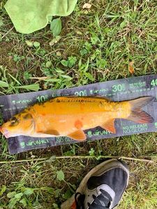 Koï Fish