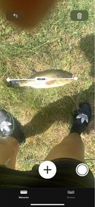 Largemouth Bass