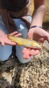 Brown Trout