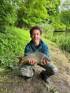Common Carp