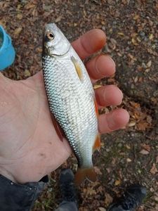 Roach