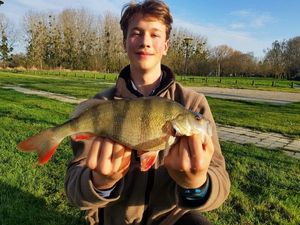 European Perch