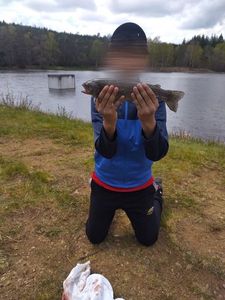 Rainbow Trout