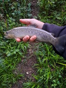 Brown Trout