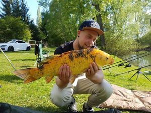 Koï Fish
