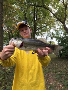 Largemouth Bass