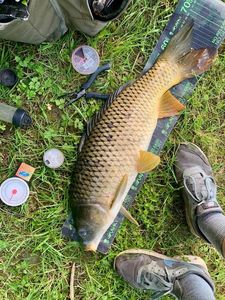 Common Carp
