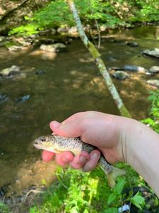 Brown Trout