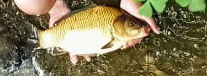 Common Carp