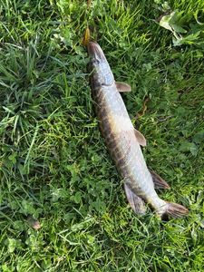 Northern Pike
