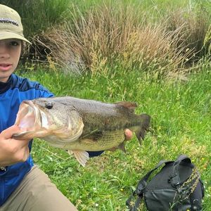 Largemouth Bass