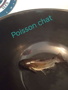 Black Bullhead