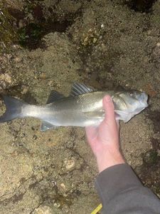 European Bass (Seabass)