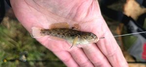 Round Goby