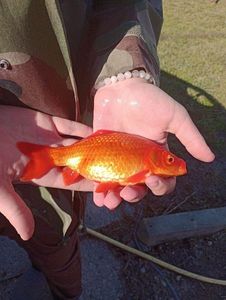 African Red Snapper