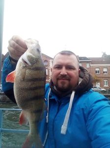 European Perch