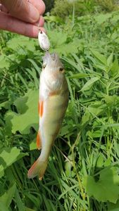 European Perch