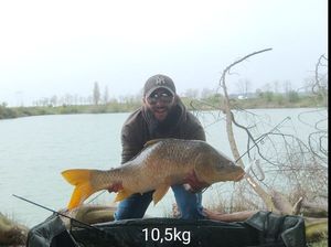 Common Carp