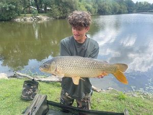 Common Carp