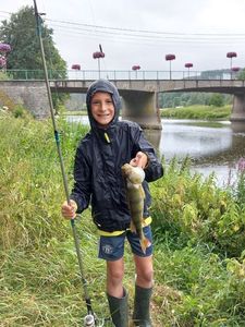 European Perch