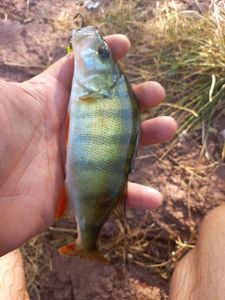 European Perch