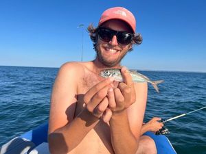 Atlantic Horse Mackerel