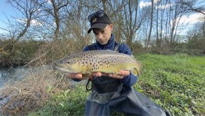 Brown Trout