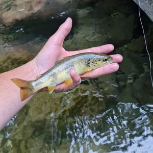 Brown Trout