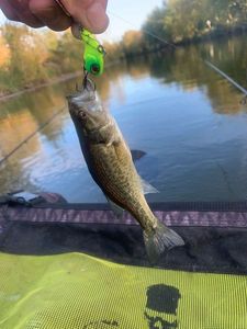 Largemouth Bass