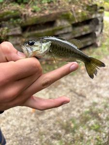 Largemouth Bass