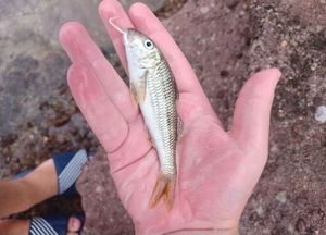 Red Mullet