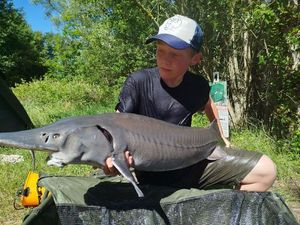 Sturgeon