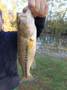 Largemouth Bass
