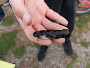 Black Bullhead