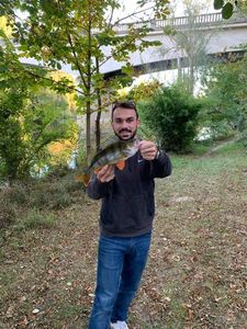 European Perch