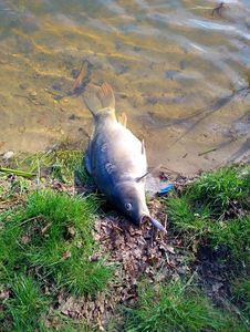 Common Carp
