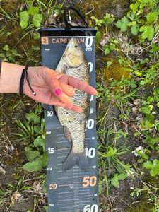 Crucian Carp