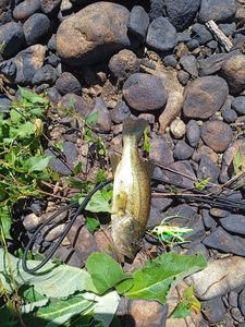 Smallmouth Bass